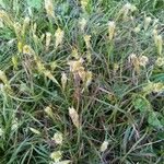 Carex atrofusca Blüte