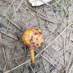 Annona senegalensis Fruit