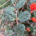 Rondeletia odorata Leaf