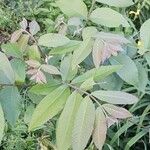 Carya illinoinensis Folha