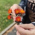 Pilosella guthnikiana Flor
