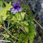 Pinguicula grandiflora Кветка