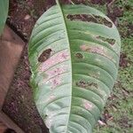 Philodendron inaequilaterum Φύλλο