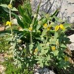 Phlomis cretica Характер