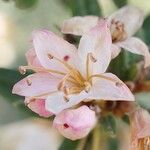 Rhododendron pubescens Flor