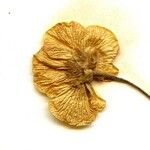 Ranunculus carinthiacus Цветок