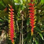 Heliconia rostrata Çiçek