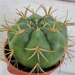 Gymnocalycium pflanzii Leaf