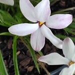 Hypoxis baurii Flower