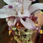 Curcuma zedoaria Blomma