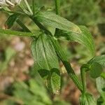 Erigeron annuus ഇല