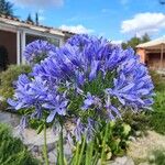 Agapanthus africanus (L.) Hoffmanns.Flor