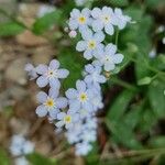 Myosotis scorpioidesFlor