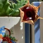 Huernia zebrina Λουλούδι