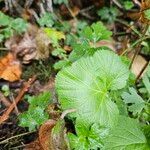 Geum macrophyllumᱥᱟᱠᱟᱢ