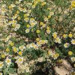 Anthemis cotula 花