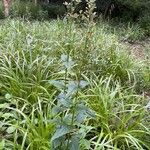 Scrophularia nodosa Habit