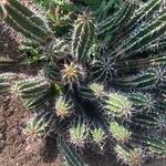 Euphorbia handiensis Ліст