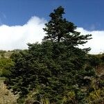 Abies nebrodensis 其他