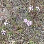 Phlox longifolia Цвят