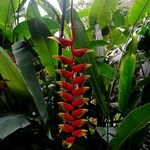 Heliconia rostrata Çiçek