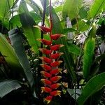 Heliconia rostrata Cvet