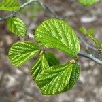 Parrotia persica Φύλλο