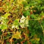 Fallopia dumetorum ഫലം