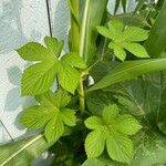 Humulus scandens عادت داشتن