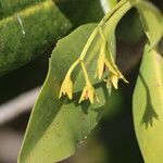 Rhizophora mangle Flower