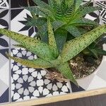 Aloe rauhii 葉