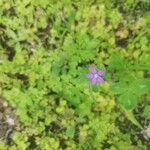 Triodanis perfoliata Flor