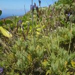 Lavandula minutolii Habit