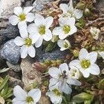 Arenaria ciliata Flower