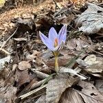 Crocus reticulatus 花
