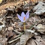 Crocus reticulatus Flower