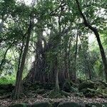 Ficus virens Habitat