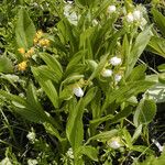 Cypripedium candidum Vekstform