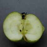 Malus sylvestris 果實