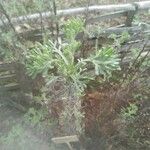 Artemisia alba Blad