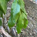 Pterocarya fraxinifolia Лист