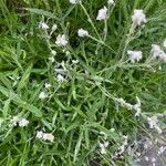 Cerastium tomentosum Leaf