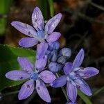 Scilla verna Blüte