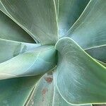 Agave attenuata Sonstige