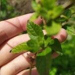 Salvia microphyllaFeuille