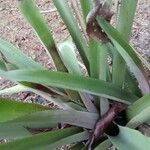 Bromelia karatasᱥᱟᱠᱟᱢ