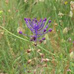 Muscari comosum Blomma