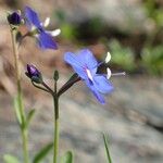 Veronica fruticans Hàbitat