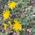 Hieracium umbellatumBlüte