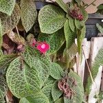Episcia cupreata ᱥᱟᱠᱟᱢ